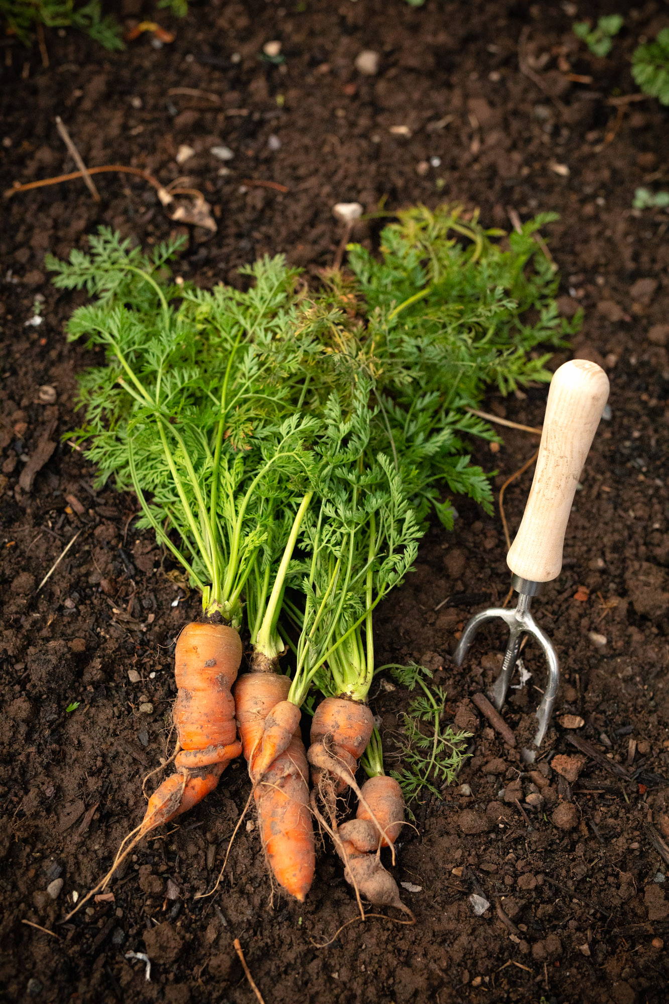 Sneeboer Hand Fork and carrots